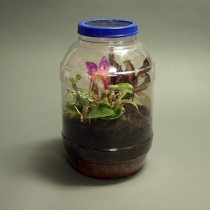 Thumbnail of Re-cycle: Terrarium project